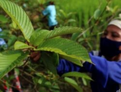 Fakta Daun Kratom, Komoditi Ekspor RI Tetapi Kontroversi