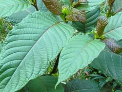 Ini Manfaat Daun Kratom