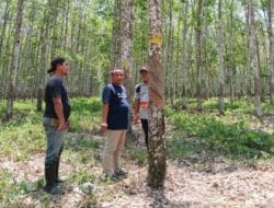 Manajer PTPN VII Unit Way Lima: Kami Memperkuat Budaya Planters Jadi Kebun Karet Terbaik