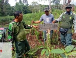 Hutan Lindung Tak Boleh Digarap, Pemilik Tanaman Sawit Bisa Kena Denda