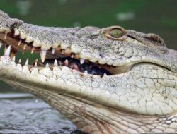 Nelayan Nyaris Tewas Diterkam Buaya di Sungai