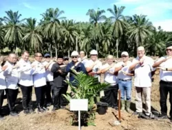 PTPN IV PalmCo Pecahkan Rekor Nasional Tanam Ulang Sawit Tercepat