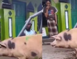 Belum Faham Syarat Qurban, Mualaf di Papua Serahkan Seekor Babi ke Masjid