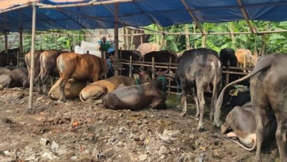 Program Makan Bergizi Gratis, Puluhan Perusahaan Akan Impor 1,3 Juta Ekor Sapi