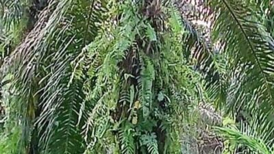 Dugaan Korupsi PT Perkebunan Sumut Tak Tersentuh Hukum