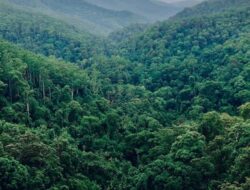 Dilaporkan Hilang, Tersangka Kasus Korupsi Ditemukan Tewas Dalam Hutan