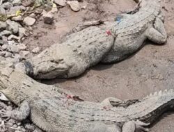 Dinding Penangkaran Buaya Jebol, Warga Dihimbau Waspada