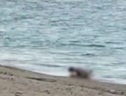 Polisi Usut Video Bule Hubungan Intim di Pantai Mandalika
