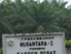 Rugikan Negara dalam Jumlah Besar, PTPN I Langsa Lolos Pengusutan