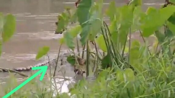 Buaya di Sungai Tanjung Resahkan Warga, Pemkab Batu Bara Diminta Bertindak
