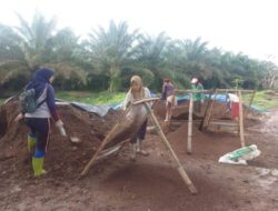 Pembibitan Sawit PTPN IV Regional II Kebun MEP Sarat Korupsi