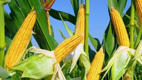 Pabrik Senilai Rp14,1 Miliar dan Kebun Jagung 150 Hektar di Muna Bakal Diaudit