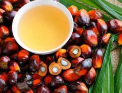 Indonesia Menang Gugatan Soal Diskriminasi Minyak Sawit dan Biofuel