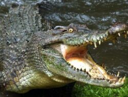 Pagar Rusak, Lima Ekor Buaya Kabur dari Penangkaran