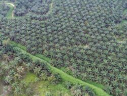 3,7 Juta Hektare Sawit Bermasalah Bakal Diambil Alih Pemerintah
