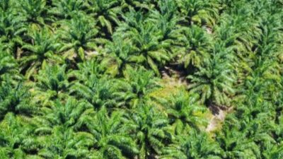 Kemenhut Proses Permohonan Ratusan Ribu Hektare Kebun Sawit Korporasi