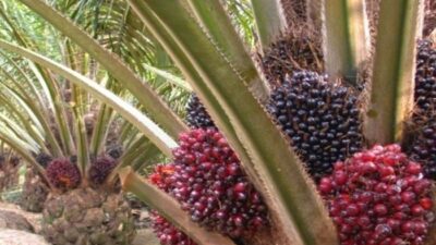Pemerintah Resmi Hentikan Penyaluran DBH Sektor Sawit