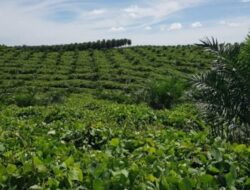 PTPN Berencana Tambah Luas Lahan Sawit 59 Ribu Hektare