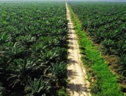 PTPN VIII Kelola Lahan Ribuan Ha Diduga Tak “Kantongi” HGU