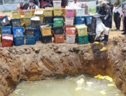 Polda Sumut Gagalkan Penyeludupan 4 Ton Mangga Thailand