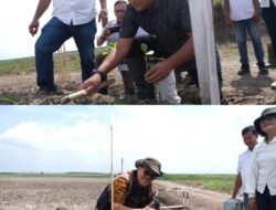 Tanam Perdana Tembakau Deli di Klumpang : Kejayaan Tembakau Deli Harus Dikembalikan