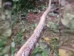 Ngeri, Wanita Tewas Dimangsa Ular Piton Sepanjang 6,5 Meter