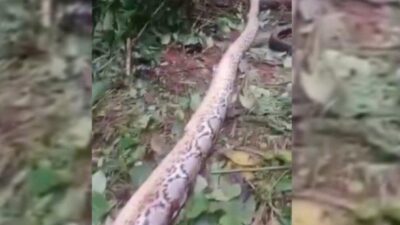 Ngeri, Wanita Tewas Dimangsa Ular Piton Sepanjang 6,5 Meter