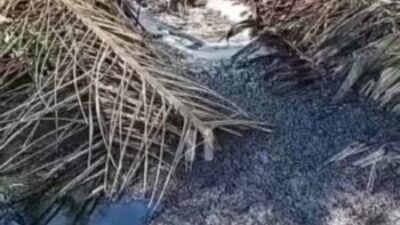 Polda Sumut Belum Berani Usut Limbah PKS PTPN 4 Bah Jambi