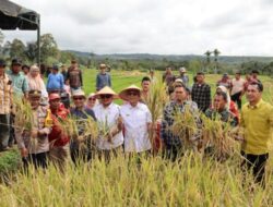 Bupati Tapsel Panen Raya Padi Secara Serentak