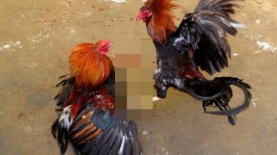Diduga Terlibat Sabung Ayam, Oknum Anggota DPRD Asahan Diamankan