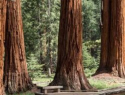 Fakta Segudang Manfaat Kayu Ulin, Mulai Perabotan Hingga Kesehatan