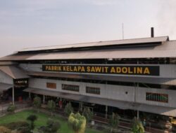 Pengelolaan Benih Unggul Kelapa Sawit Adolina “Tak Sesuai” Perjanjian