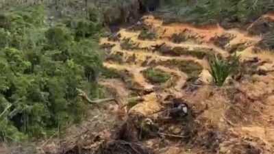 Usut Dugaan Jual Beli Tanah Kawasan Hutan Produksi Aceh Singkil