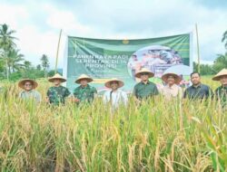 Walikota Padangsidimpuan Ikuti Panen Raya Padi Serentak