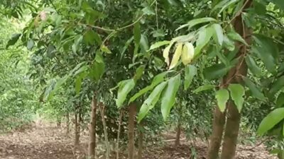 Gunakan Bahan Alami untuk Turunkan Hipertensi