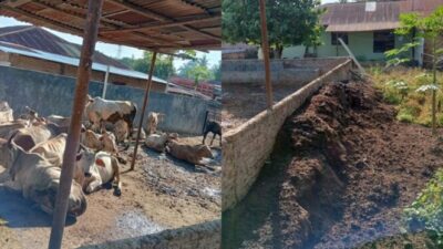 “Tutup Mata” Soal Ternak Sapi Bikin Resah Warga, Bupati Diminta Panggil Kades Bandar Dolok