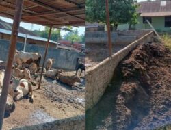 Warga Bandar Dolok Resahkan Ternak Sapi Ditengah Pemukiman, Kades “Tutup Mata”