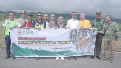 Agincourt Resources Sukses Lepasliarkan Harimau Sumatra ke TNGL
