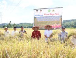 Dukung Swasembada Pangan, Bupati Tapsel Panen Raya di Angkola Timur