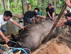 Kematian Sapi Kurban Pilihan Prabowo Diselidiki