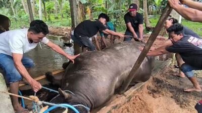 Sapi Kurban Pilihan Prabowo Mati Mendadak, Diduga Diracun