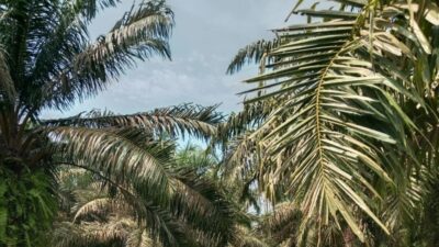 PTPN I Regional I Diminta Okupasi Lahan HGU Diduga Dikuasai BPRPI