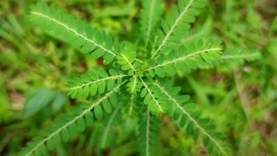 Begini Cara Olah Meniran untuk Atasi Asam Urat