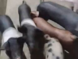 Bupati Langkat Terkesan Enggan Tertibkan Ternak Babi di Perumahan Chinese