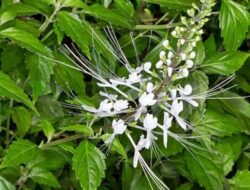 Minum Rebusan Daun Ini Bikin Ginjal Tetap Sehat