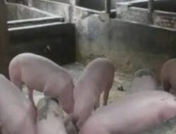 Warga Resahkan Ternak Babi di Bangsal Kelurahan Perdamaian Langkat