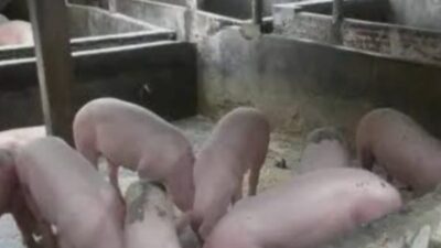 Warga Resahkan Ternak Babi di Bangsal Kelurahan Perdamaian Langkat