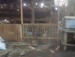 Tak Hanya Babi, Warga Perumahan Chinese Pardamean Langkat Juga Ternak Unggas