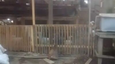 Tak Hanya Babi, Warga Perumahan Chinese Pardamean Langkat Juga Ternak Unggas