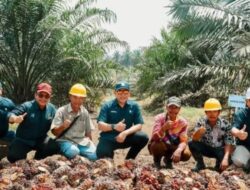 Kebun Sawit Muda PTPN IV PalmCo Mampu Sumbangkan Produktivitas Diatas Standar Nasional